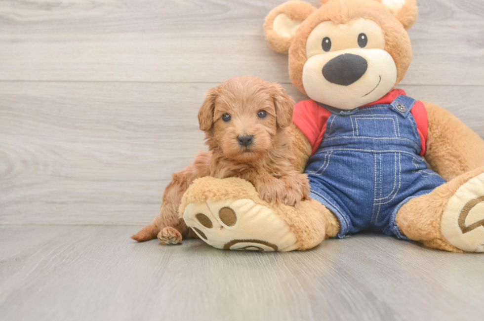 5 week old Mini Goldendoodle Puppy For Sale - Lone Star Pups