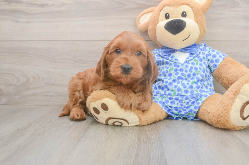 6 week old Mini Goldendoodle Puppy For Sale - Lone Star Pups