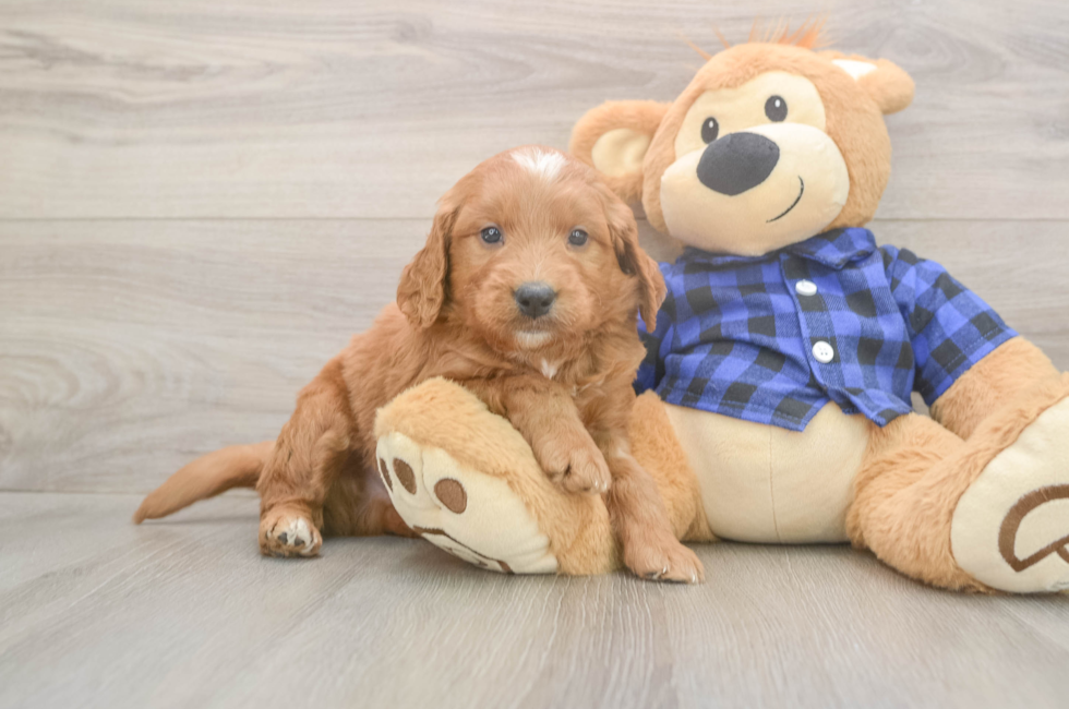 5 week old Mini Goldendoodle Puppy For Sale - Lone Star Pups