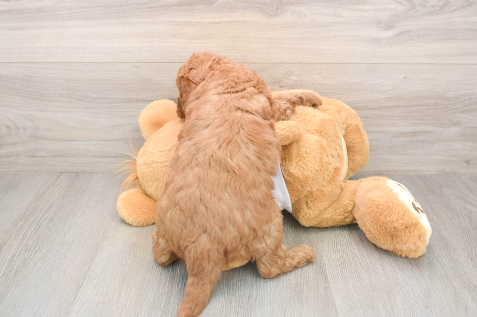 Mini Goldendoodle Puppy for Adoption