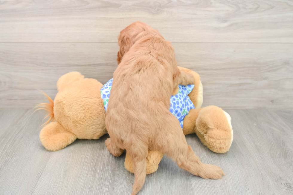 Mini Goldendoodle Puppy for Adoption