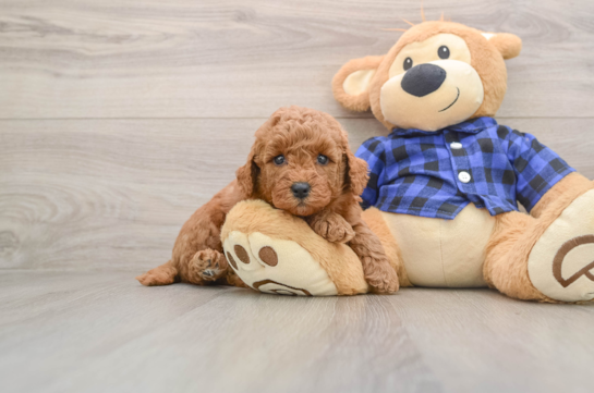 Mini Goldendoodle Pup Being Cute