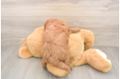 Hypoallergenic Mini Goldiepoo Poodle Mix Puppy