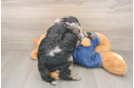 Mini Goldendoodle Pup Being Cute