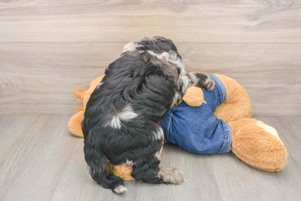 Mini Goldendoodle Pup Being Cute