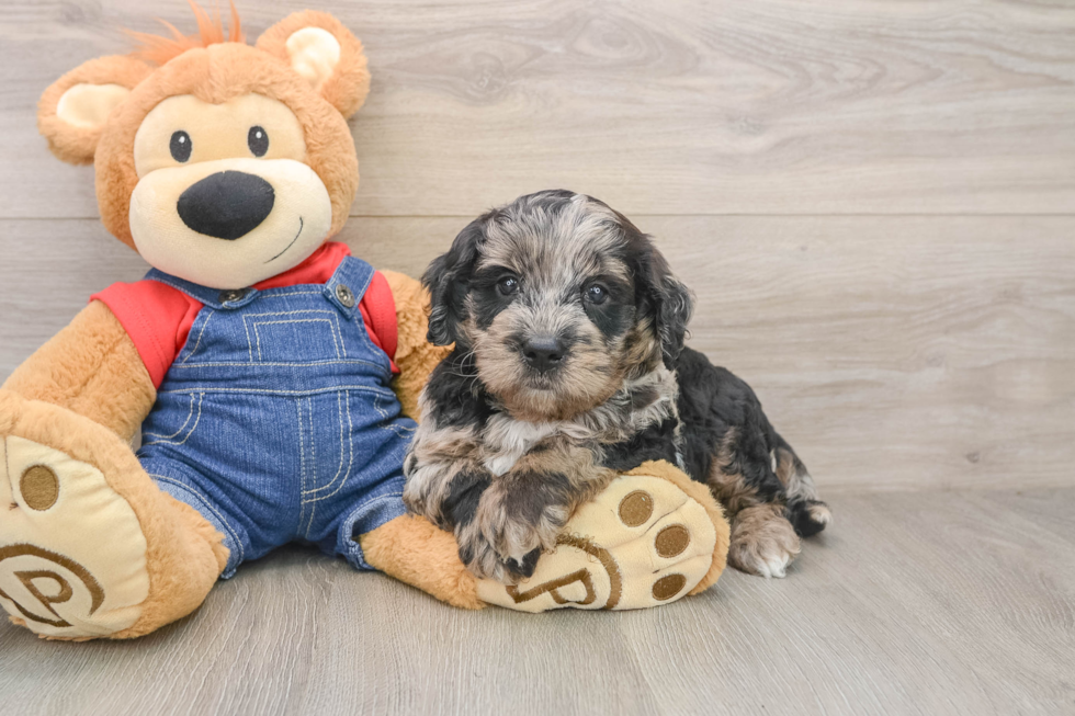 Funny Mini Goldendoodle Poodle Mix Pup
