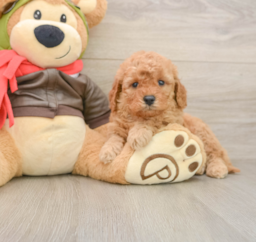 7 week old Mini Goldendoodle Puppy For Sale - Lone Star Pups