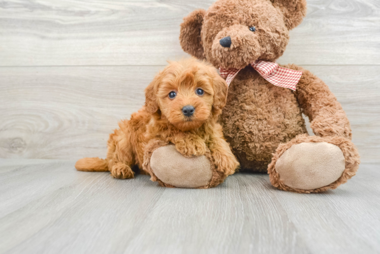 Smart Mini Goldendoodle Poodle Mix Pup