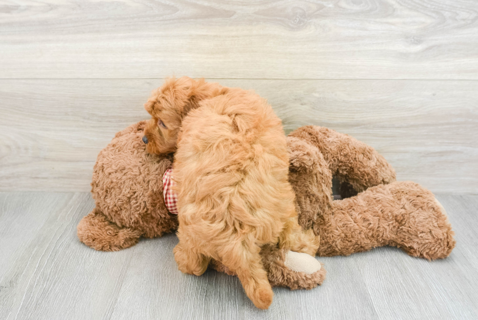 Hypoallergenic Mini Goldiepoo Poodle Mix Puppy