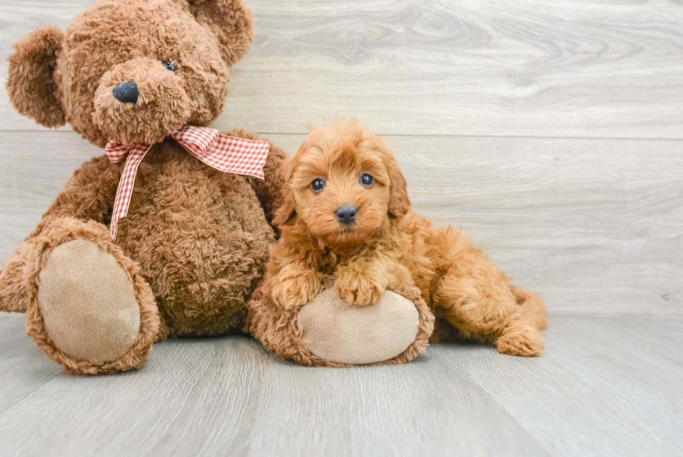 Adorable Golden Retriever Poodle Mix Poodle Mix Puppy