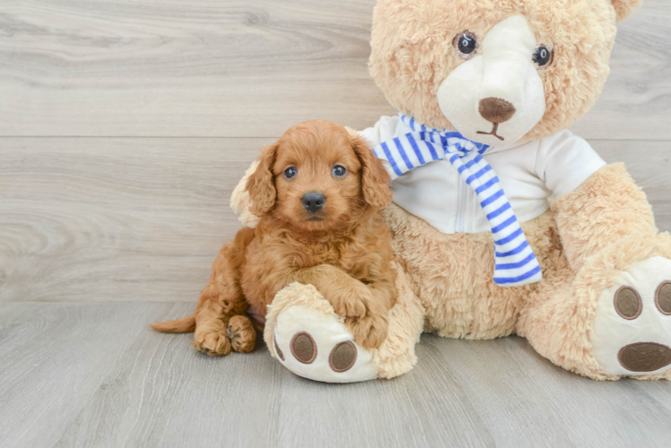 Mini Goldendoodle Puppy for Adoption