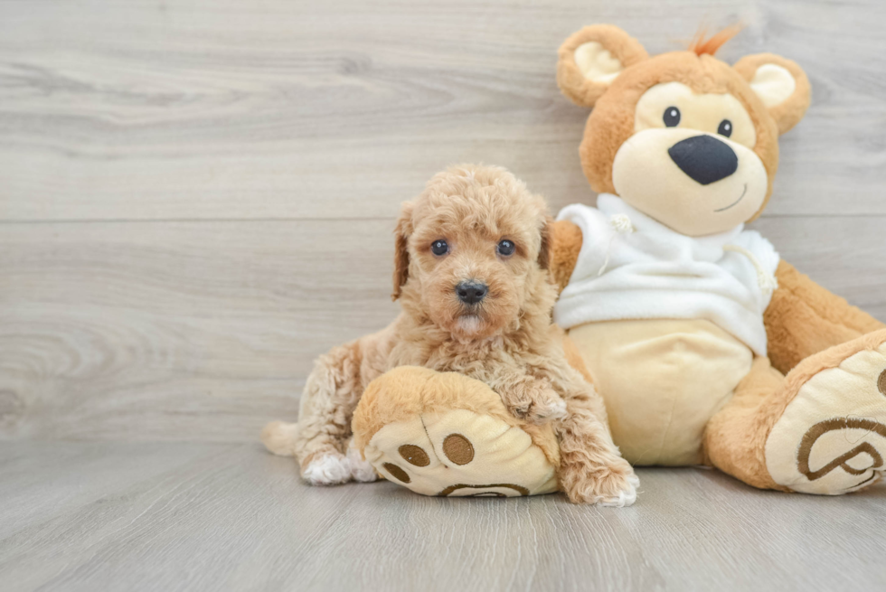 Mini Goldendoodle Pup Being Cute