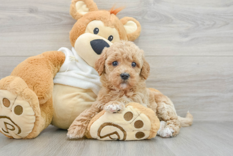 Mini Goldendoodle Puppy for Adoption