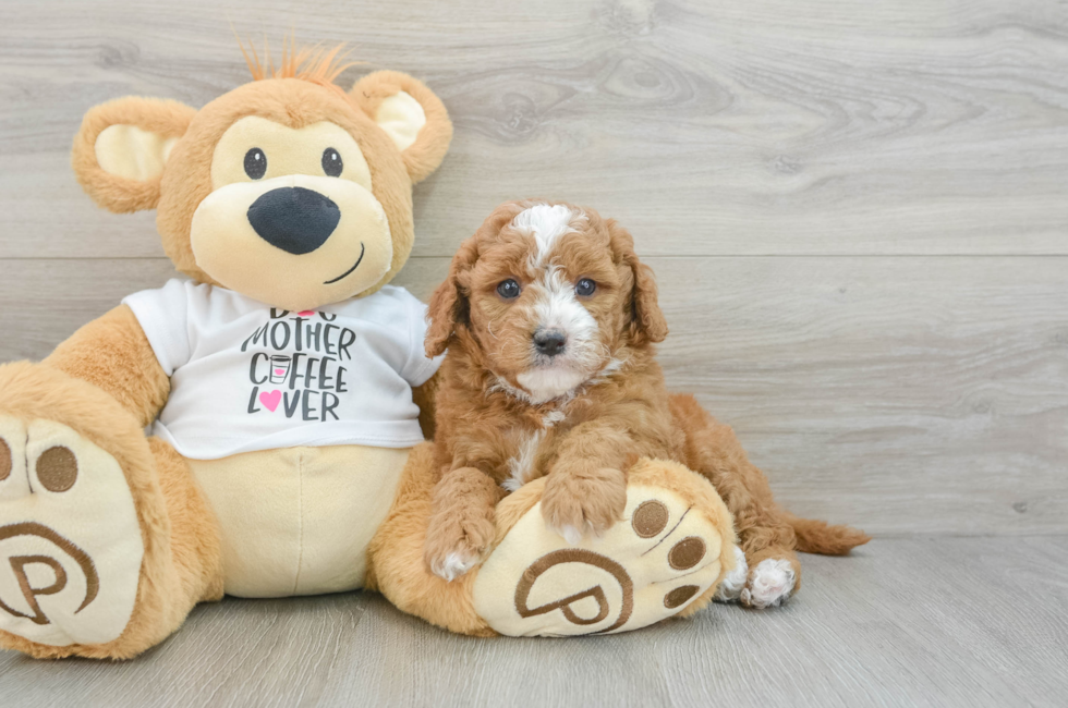 5 week old Mini Goldendoodle Puppy For Sale - Lone Star Pups