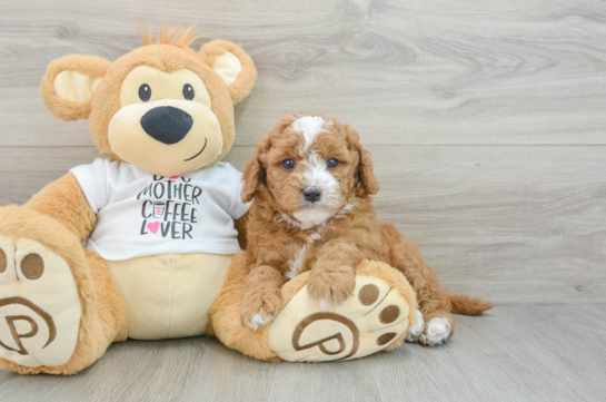 Playful Mini Groodle Poodle Mix Puppy