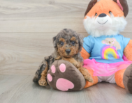 9 week old Mini Goldendoodle Puppy For Sale - Lone Star Pups