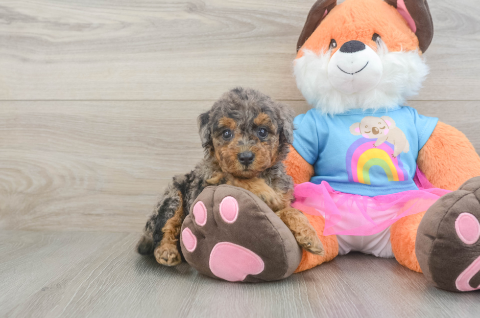 6 week old Mini Goldendoodle Puppy For Sale - Lone Star Pups