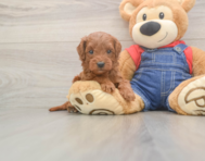 5 week old Mini Goldendoodle Puppy For Sale - Lone Star Pups