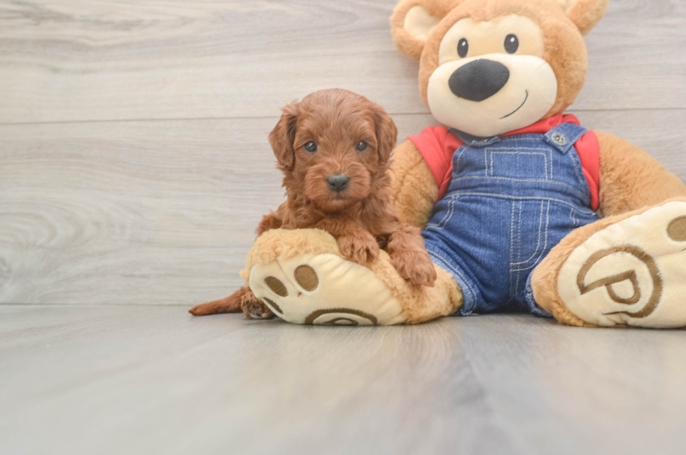 5 week old Mini Goldendoodle Puppy For Sale - Lone Star Pups