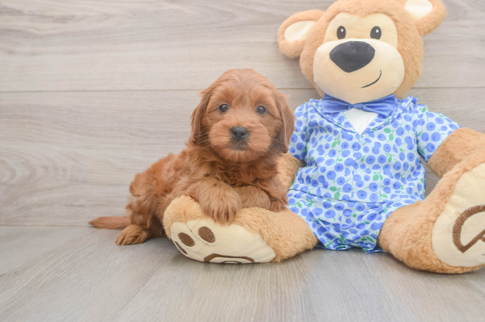 6 week old Mini Goldendoodle Puppy For Sale - Lone Star Pups