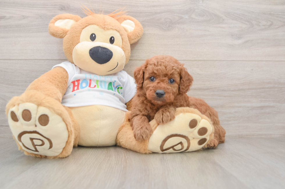 5 week old Mini Goldendoodle Puppy For Sale - Lone Star Pups