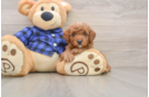 Happy Mini Goldendoodle Baby