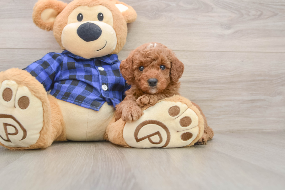 Happy Mini Goldendoodle Baby
