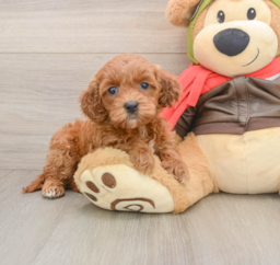 8 week old Mini Goldendoodle Puppy For Sale - Lone Star Pups
