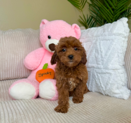 8 week old Mini Goldendoodle Puppy For Sale - Lone Star Pups