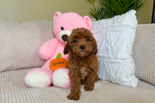 Cute Golden Doodle Poodle Mix Puppy