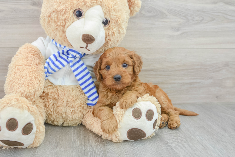 Petite Mini Goldendoodle Poodle Mix Pup