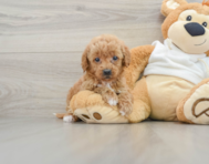 9 week old Mini Goldendoodle Puppy For Sale - Lone Star Pups