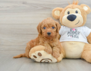 8 week old Mini Goldendoodle Puppy For Sale - Lone Star Pups