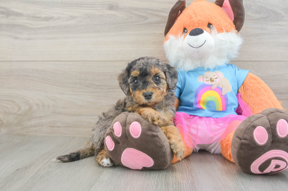 5 week old Mini Goldendoodle Puppy For Sale - Lone Star Pups