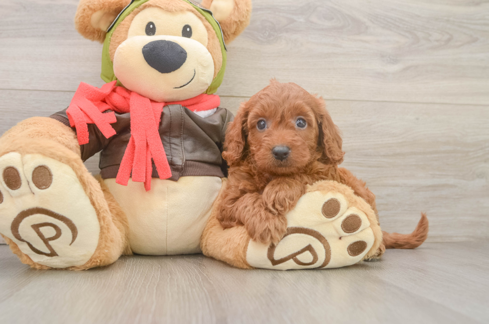 5 week old Mini Goldendoodle Puppy For Sale - Lone Star Pups
