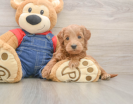 5 week old Mini Goldendoodle Puppy For Sale - Lone Star Pups
