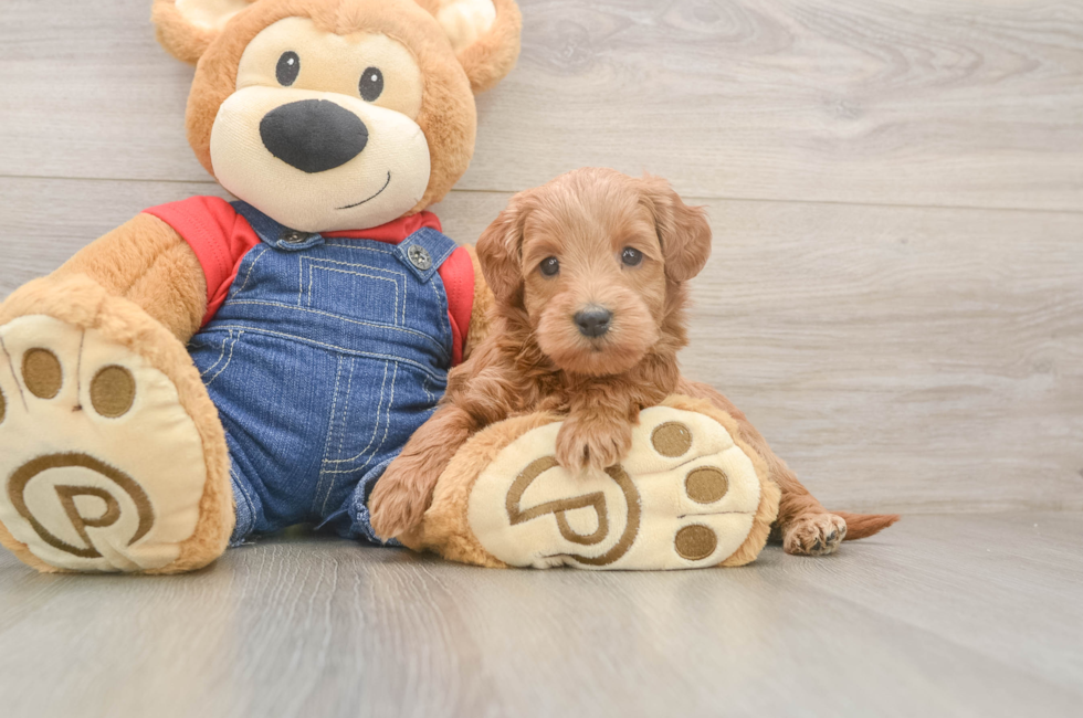 5 week old Mini Goldendoodle Puppy For Sale - Lone Star Pups