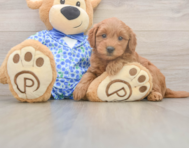 7 week old Mini Goldendoodle Puppy For Sale - Lone Star Pups