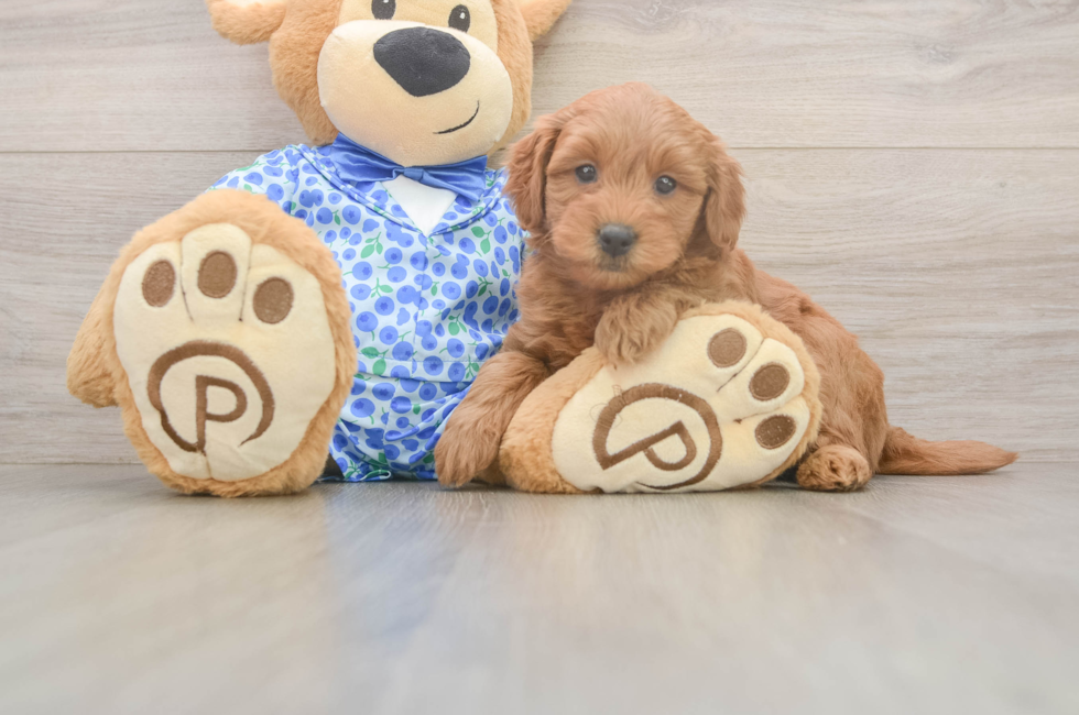 6 week old Mini Goldendoodle Puppy For Sale - Lone Star Pups