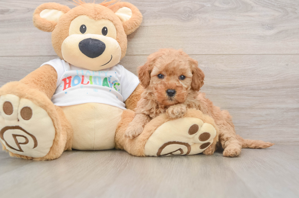 5 week old Mini Goldendoodle Puppy For Sale - Lone Star Pups