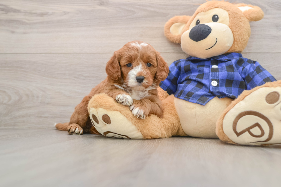 Mini Goldendoodle Puppy for Adoption