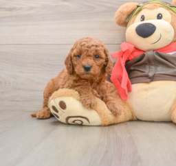 8 week old Mini Goldendoodle Puppy For Sale - Lone Star Pups