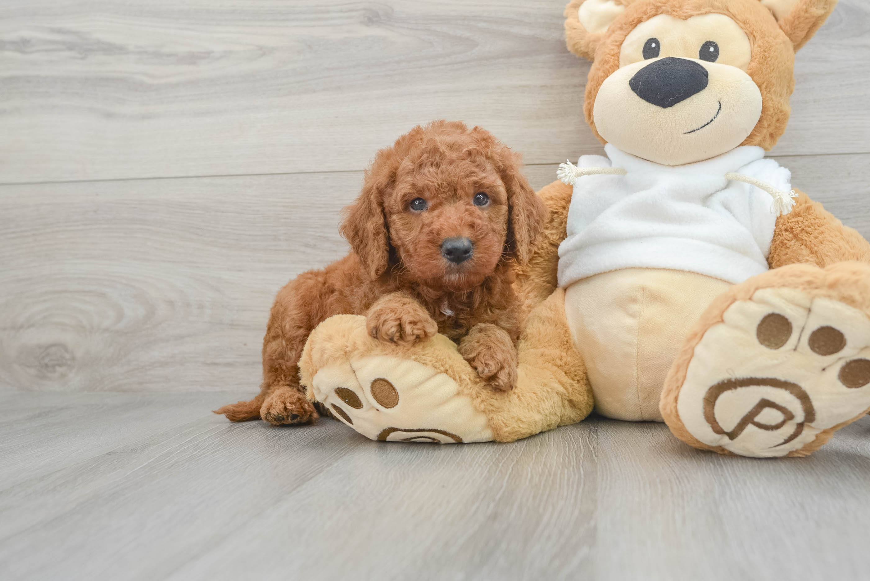 Popular Mini Goldendoodle Poodle Mix Pup