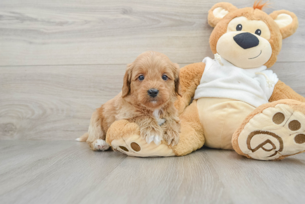 Petite Mini Goldendoodle Poodle Mix Pup