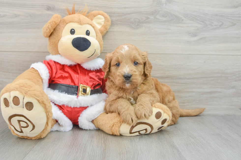 5 week old Mini Goldendoodle Puppy For Sale - Lone Star Pups