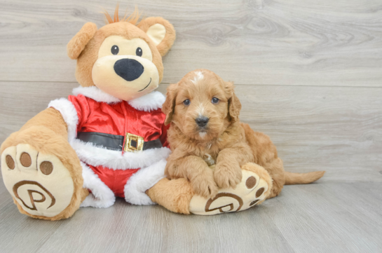 Mini Goldendoodle Pup Being Cute