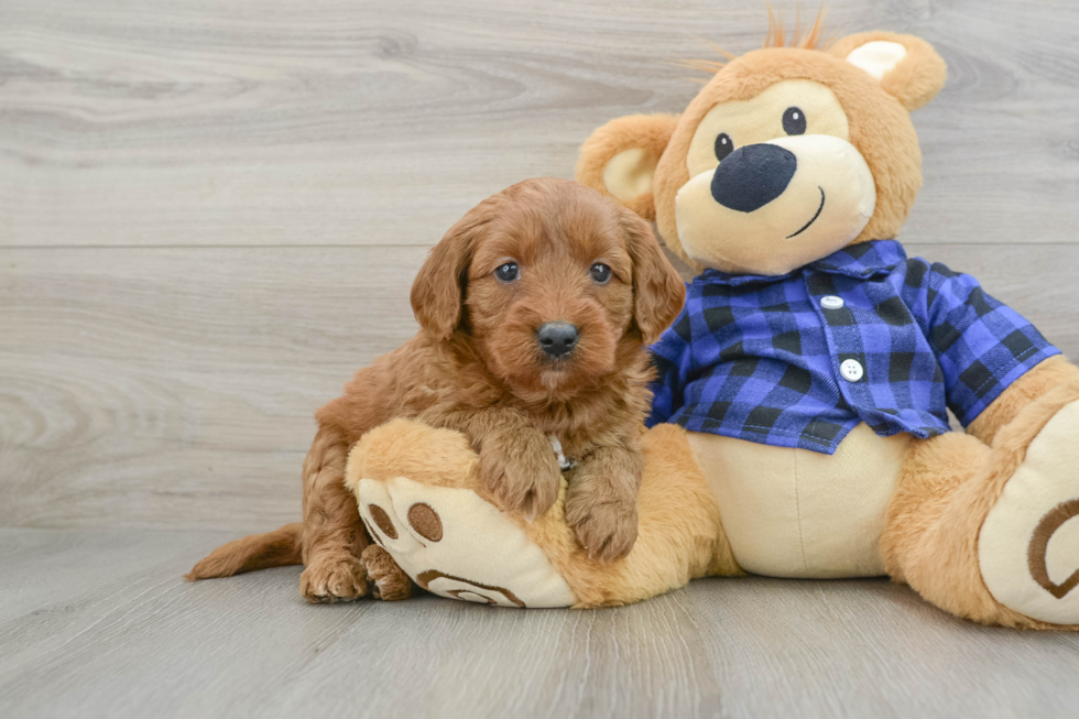 Mini Goldendoodle Puppy for Adoption