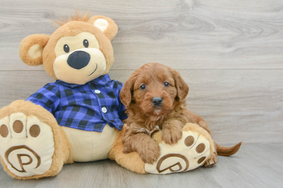 6 week old Mini Goldendoodle Puppy For Sale - Lone Star Pups