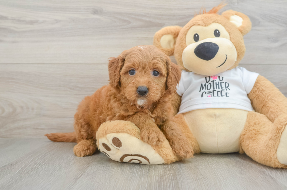 6 week old Mini Goldendoodle Puppy For Sale - Lone Star Pups