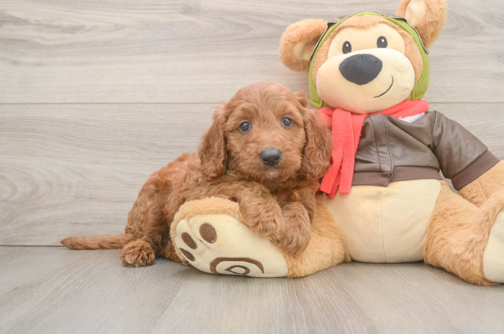 5 week old Mini Goldendoodle Puppy For Sale - Lone Star Pups
